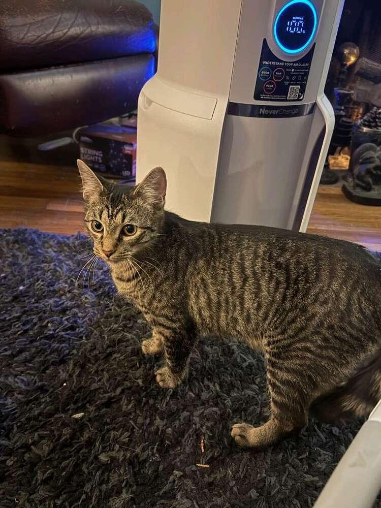 Enlarge Billie Holiday, a Adoptable mixed breed in Cleveland, OH image 1/4