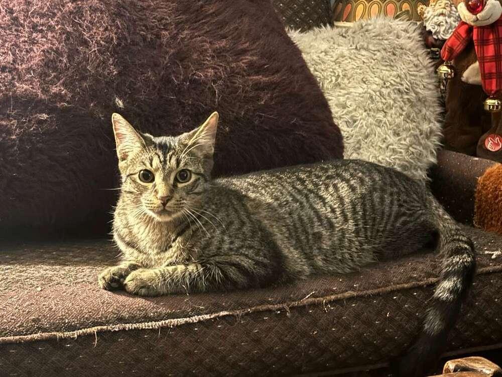 Enlarge Billie Holiday, a Adoptable mixed breed in Cleveland, OH image 2/4