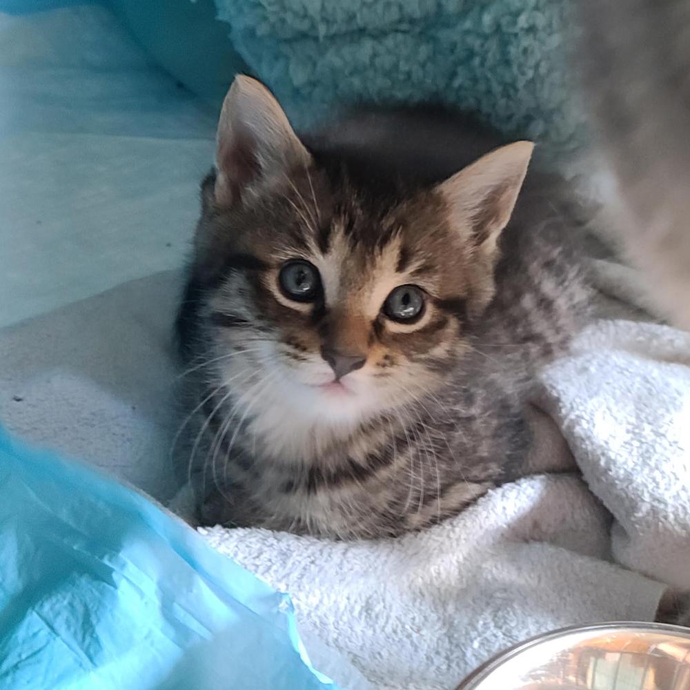 Billie Holiday, Adoptable, Kitten Female Domestic Short Hair & Tabby.