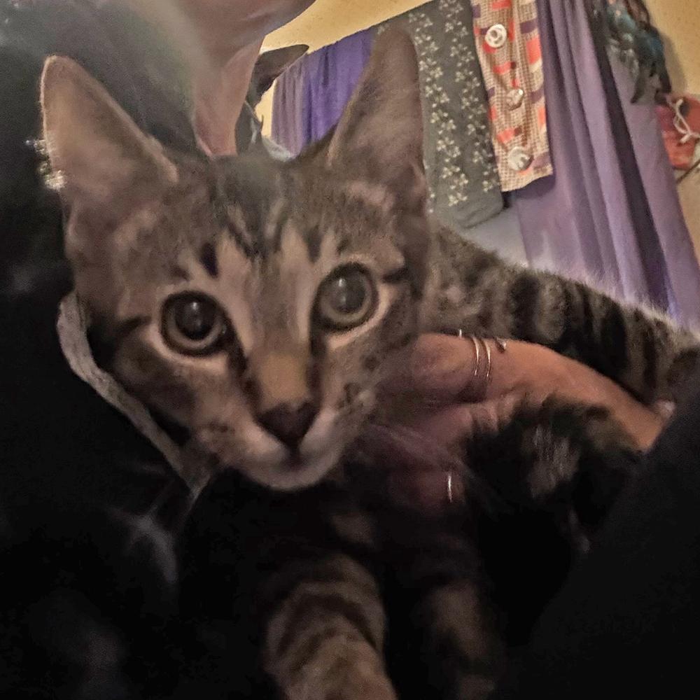 Enlarge Billie Holiday, a Adoptable mixed breed in Cleveland, OH image 2/2