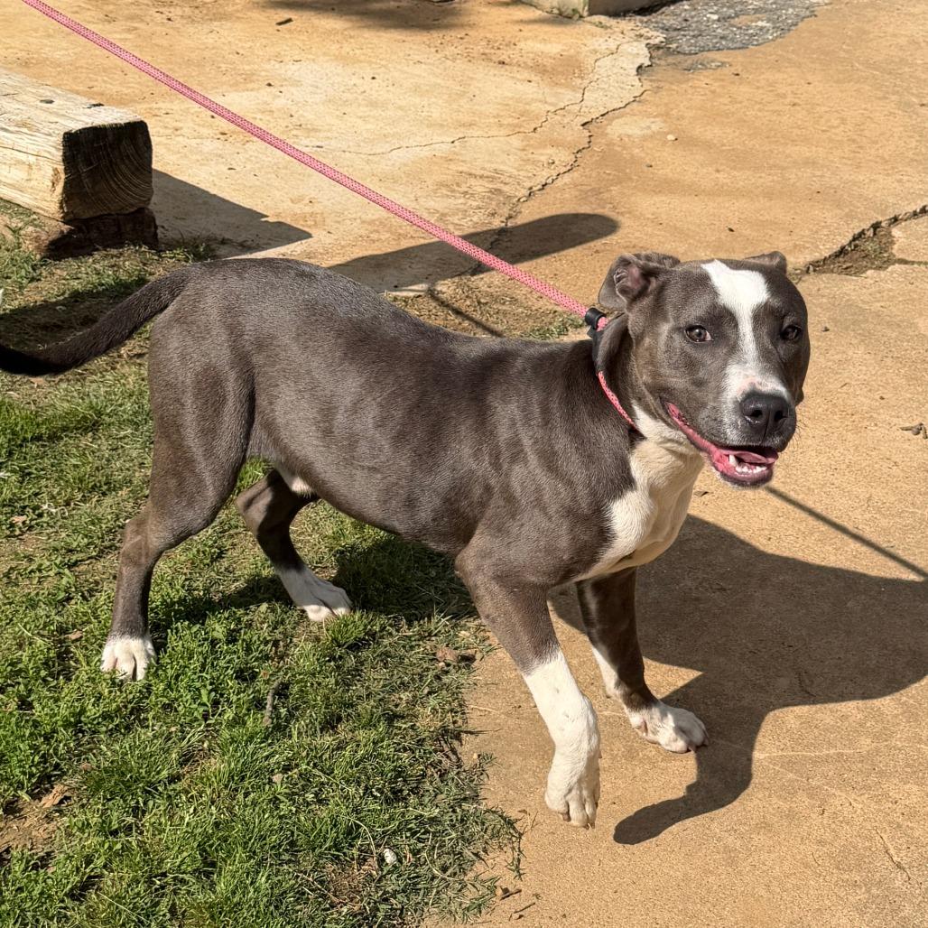 Billy, Adoptable, Young Male Pit Bull Terrier.