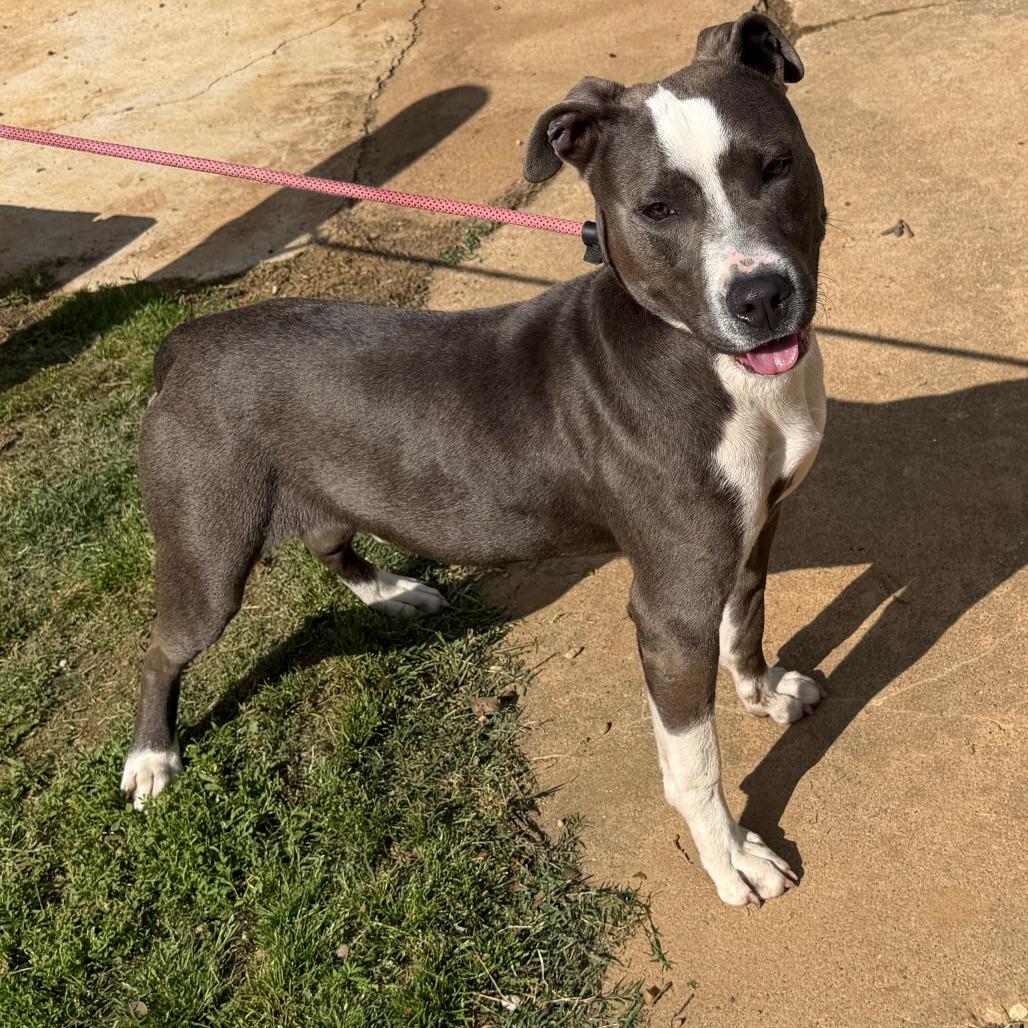 Enlarge Billy, a Adoptable mixed breed in Denison, TX image 2/3