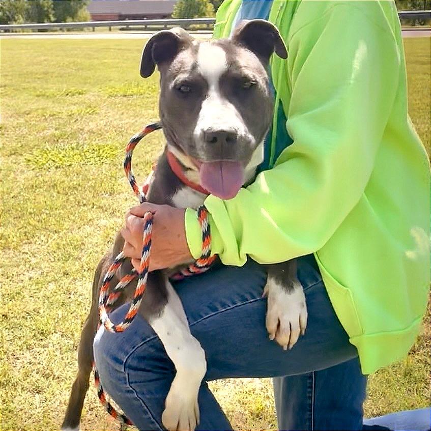 Billy, a Adoptable mixed breed in Denison, TX image 3/5