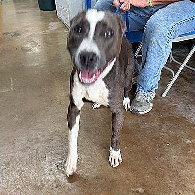 Enlarge Billy, a Adoptable mixed breed in Denison, TX image 3/3