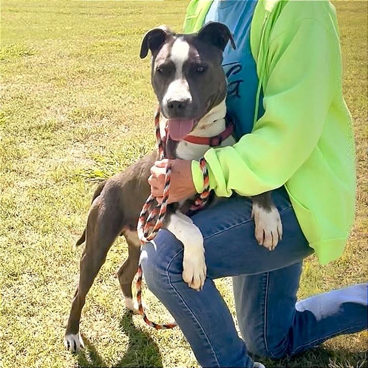 Billy, a Adoptable mixed breed in Denison, TX image 5/5