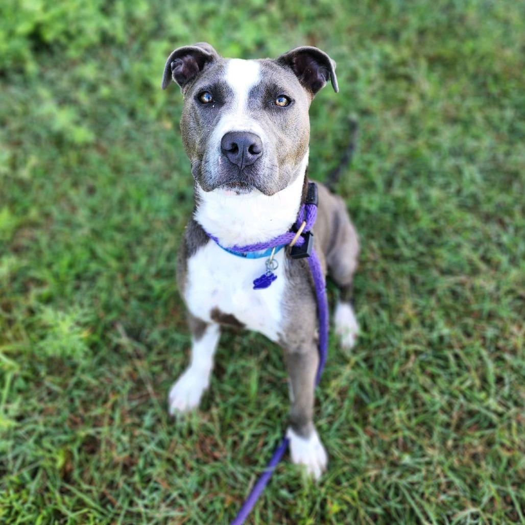 Billy, a Adoptable mixed breed in Denison, TX image 5/6