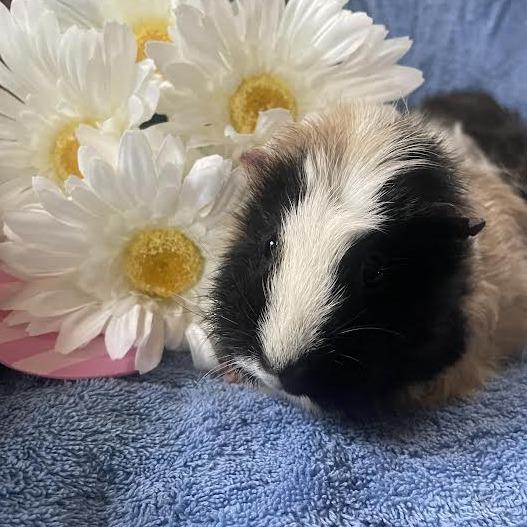 Enlarge Peanut with Honey and Scout-In foster, a Adoptable Guinea Pig in Springfield, MA image 1/4