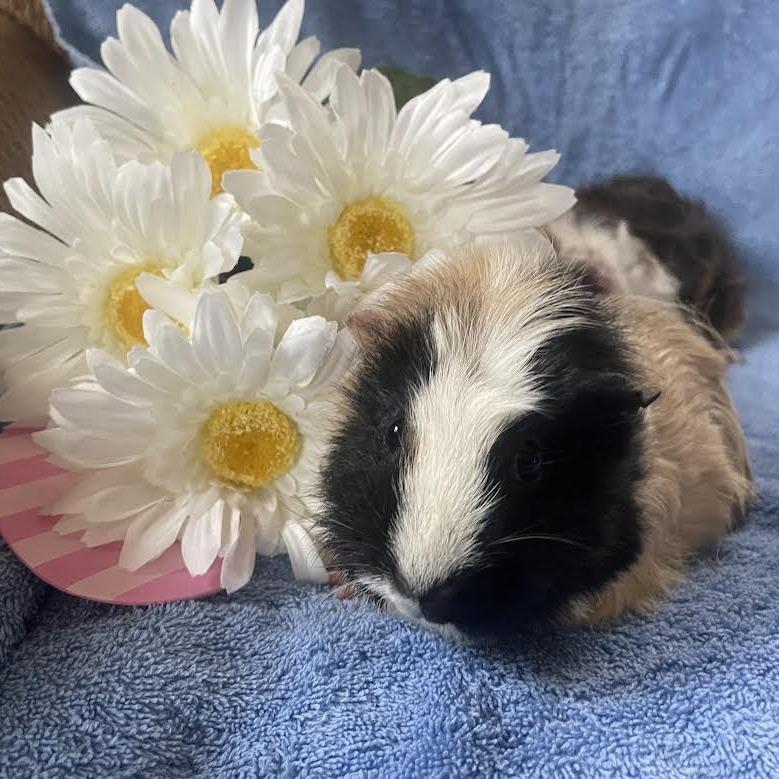 Enlarge Peanut with Honey and Scout-In foster, a Adoptable Guinea Pig in Springfield, MA image 2/4
