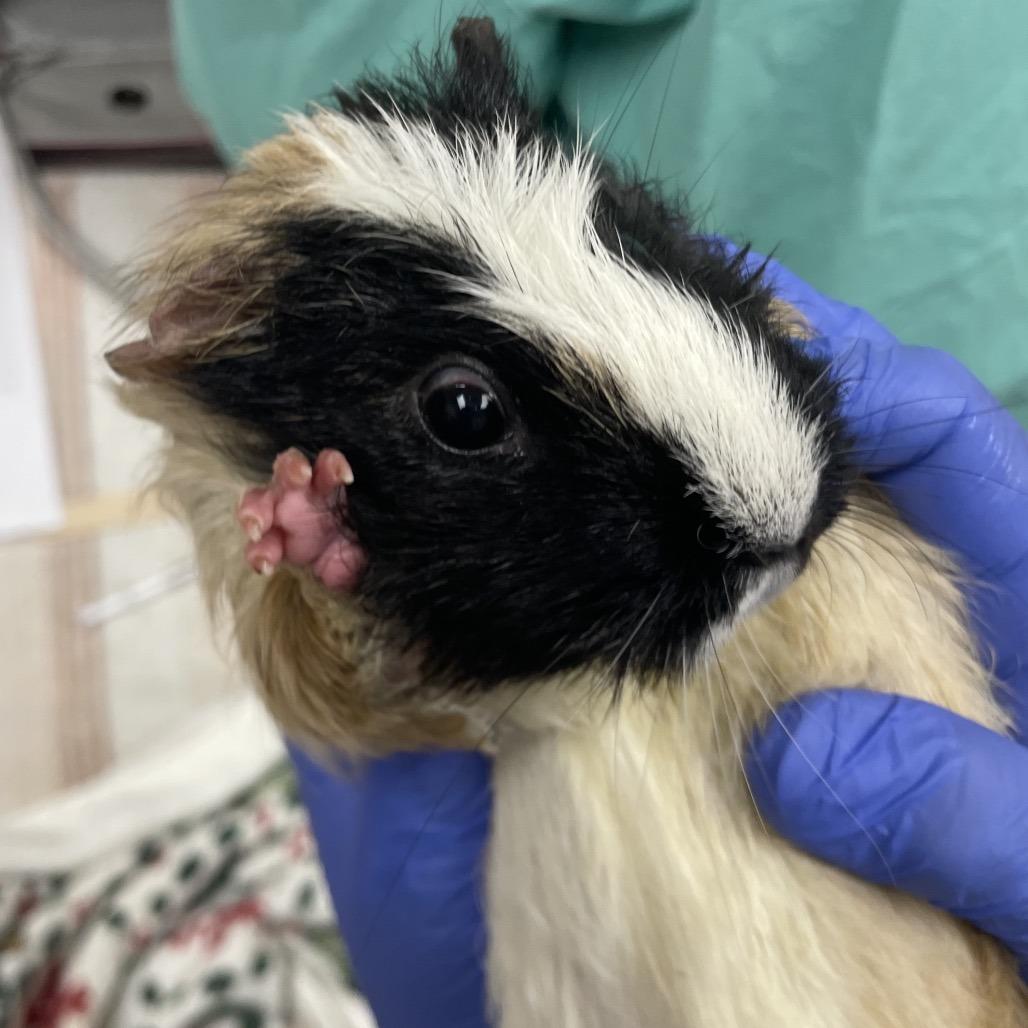 Enlarge Peanut with Honey and Scout-In foster, a Adoptable Guinea Pig in Springfield, MA image 3/4