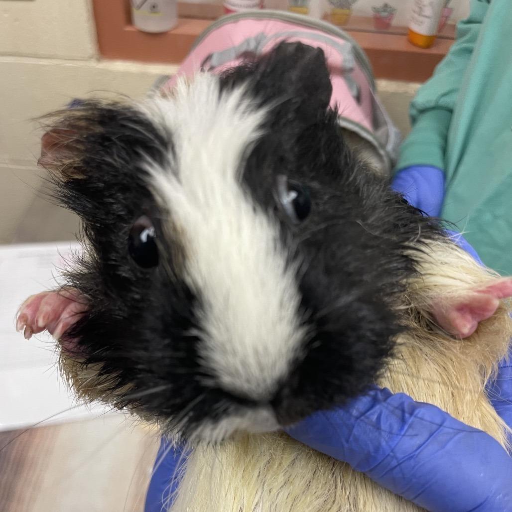 Enlarge Peanut with Honey and Scout-In foster, a Adoptable Guinea Pig in Springfield, MA image 4/4