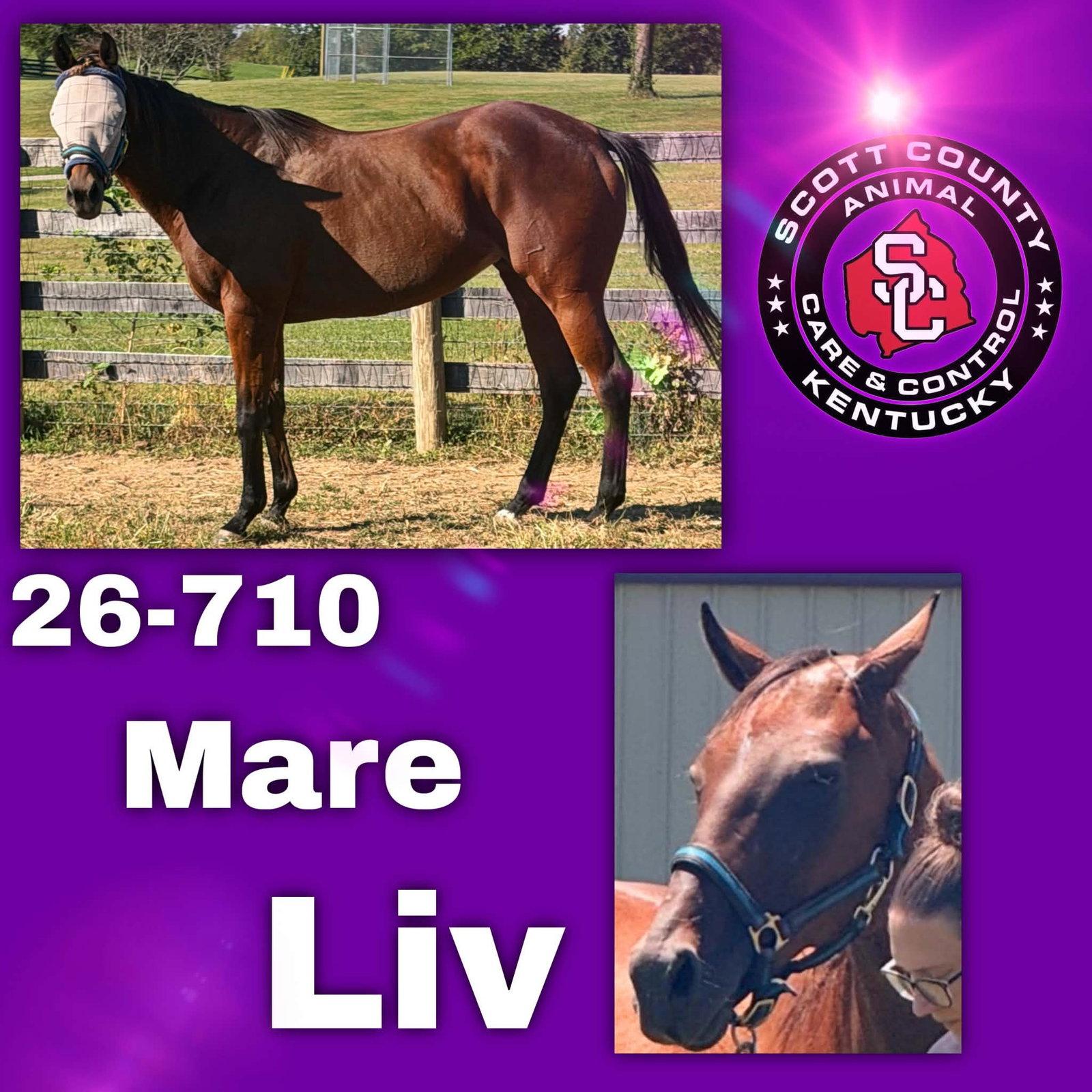 Enlarge Liv (More Lively), a Adoptable Thoroughbred in Georgetown, KY image 1/1