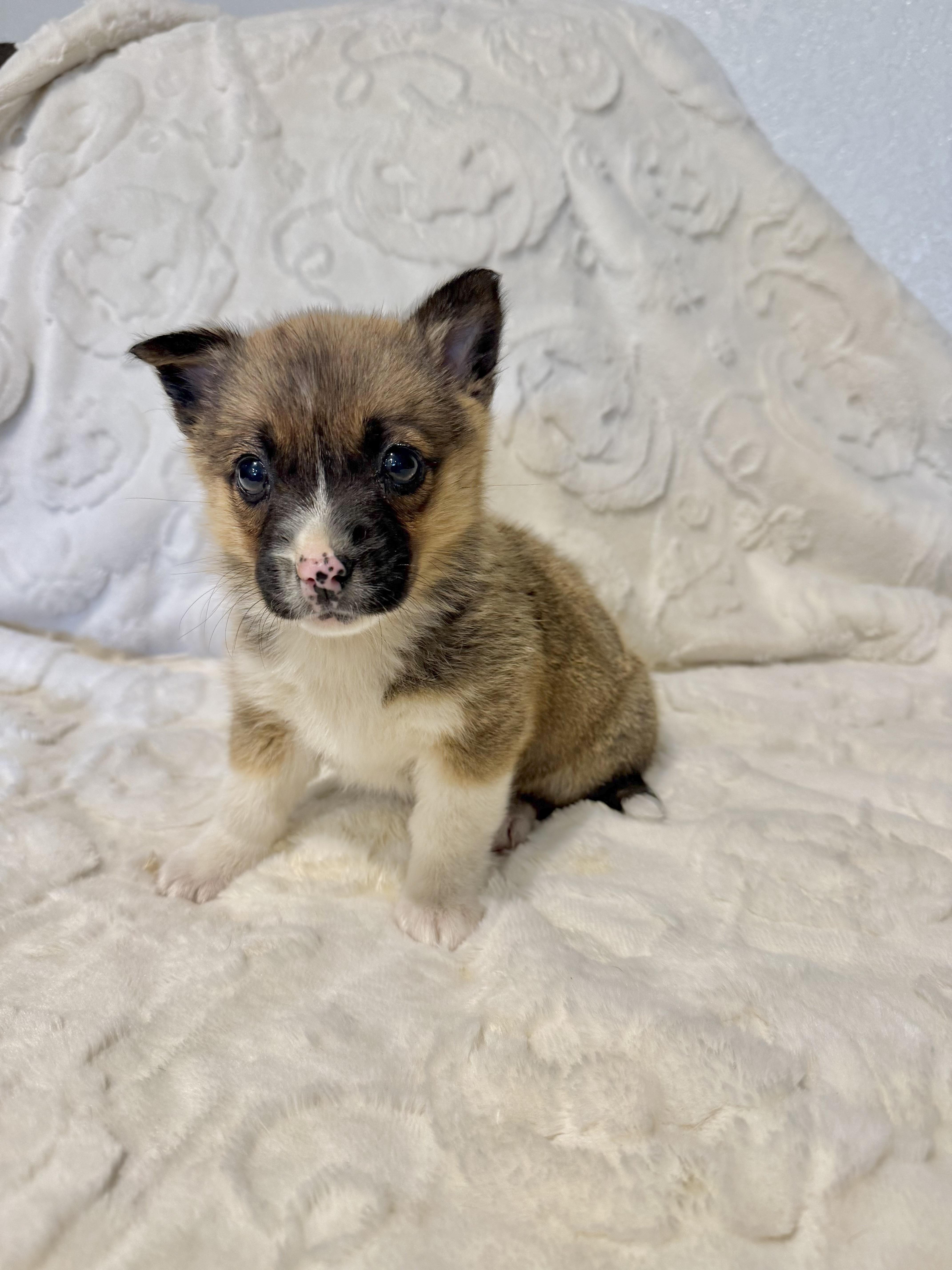 Enlarge Darla, a ADOPTABLE mixed breed in Hales corners, WI image 2/3