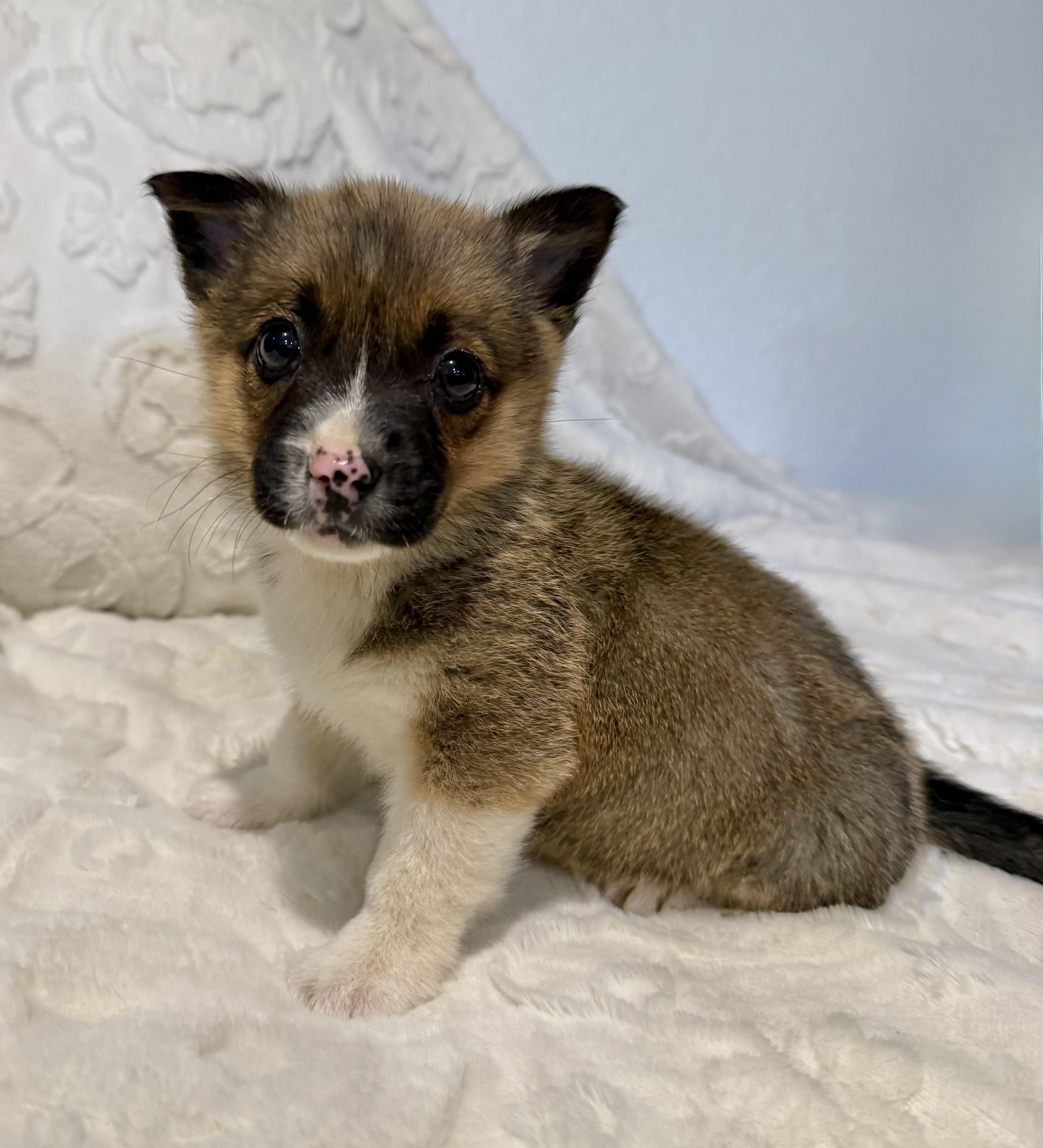 Darla, ADOPTABLE, Puppy Female Corgi & Australian Shepherd.