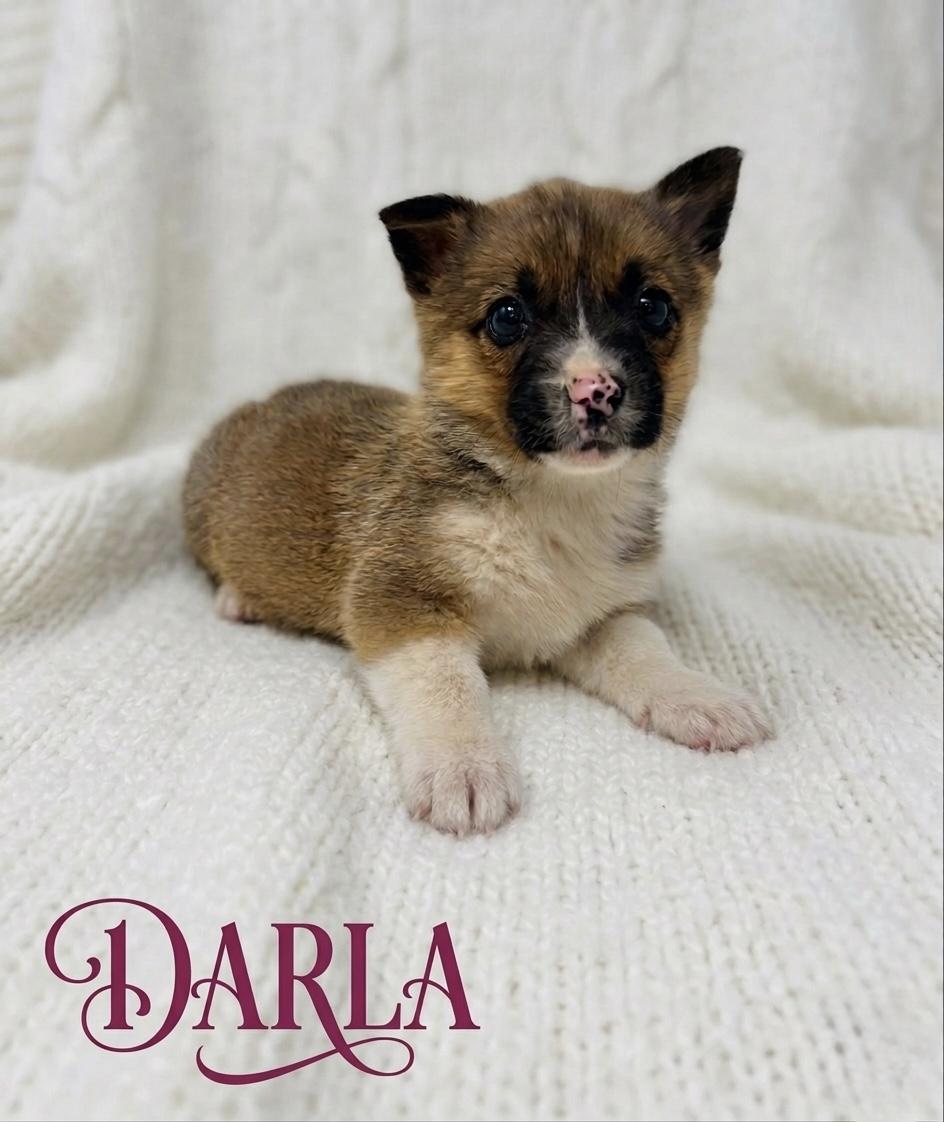 Enlarge Darla, a ADOPTABLE mixed breed in Hales corners, WI image 3/3