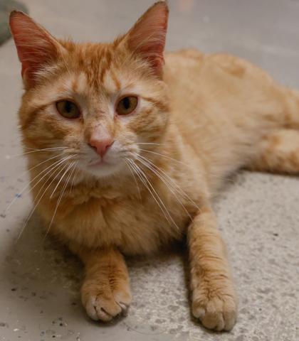 Enlarge Lumi, a Adoptable mixed breed in Baraboo, WI image 1/3