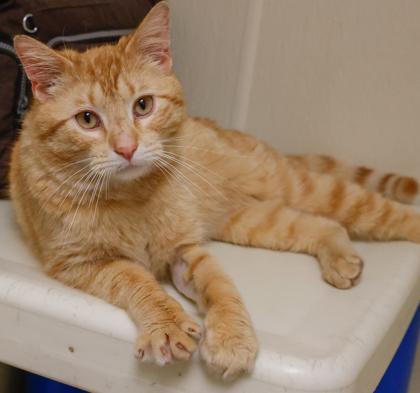 Enlarge Lumi, a Adoptable mixed breed in Baraboo, WI image 2/3