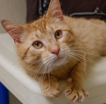 Enlarge Lumi, a Adoptable mixed breed in Baraboo, WI image 3/3