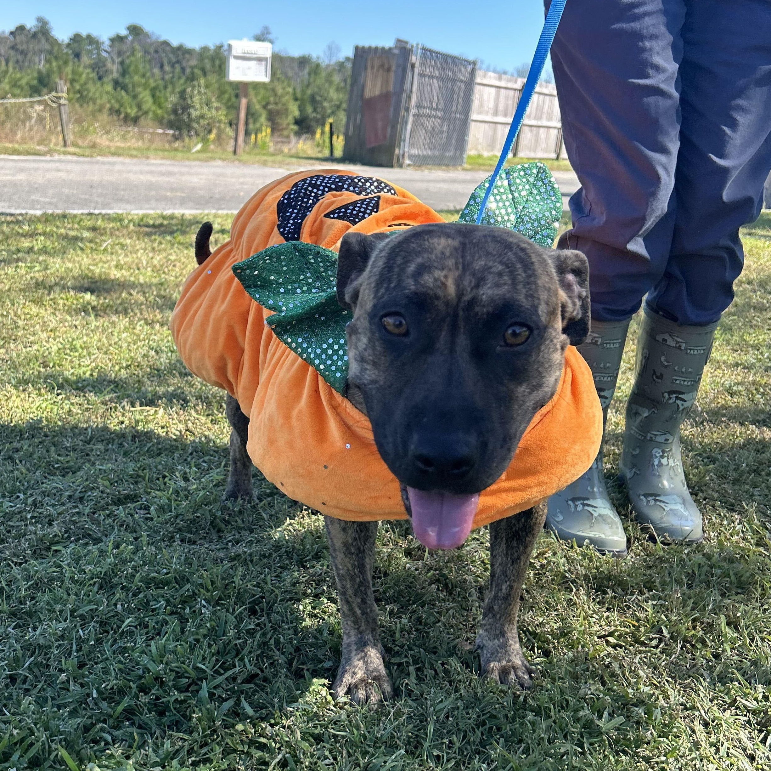 Enlarge Autumn, a Adoptable mixed breed in Valdosta, GA image 2/5