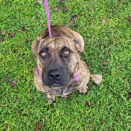 Enlarge Autumn, a Adoptable mixed breed in Valdosta, GA image 4/5