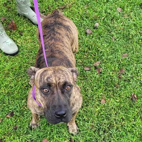 Enlarge Autumn, a Adoptable mixed breed in Valdosta, GA image 3/5
