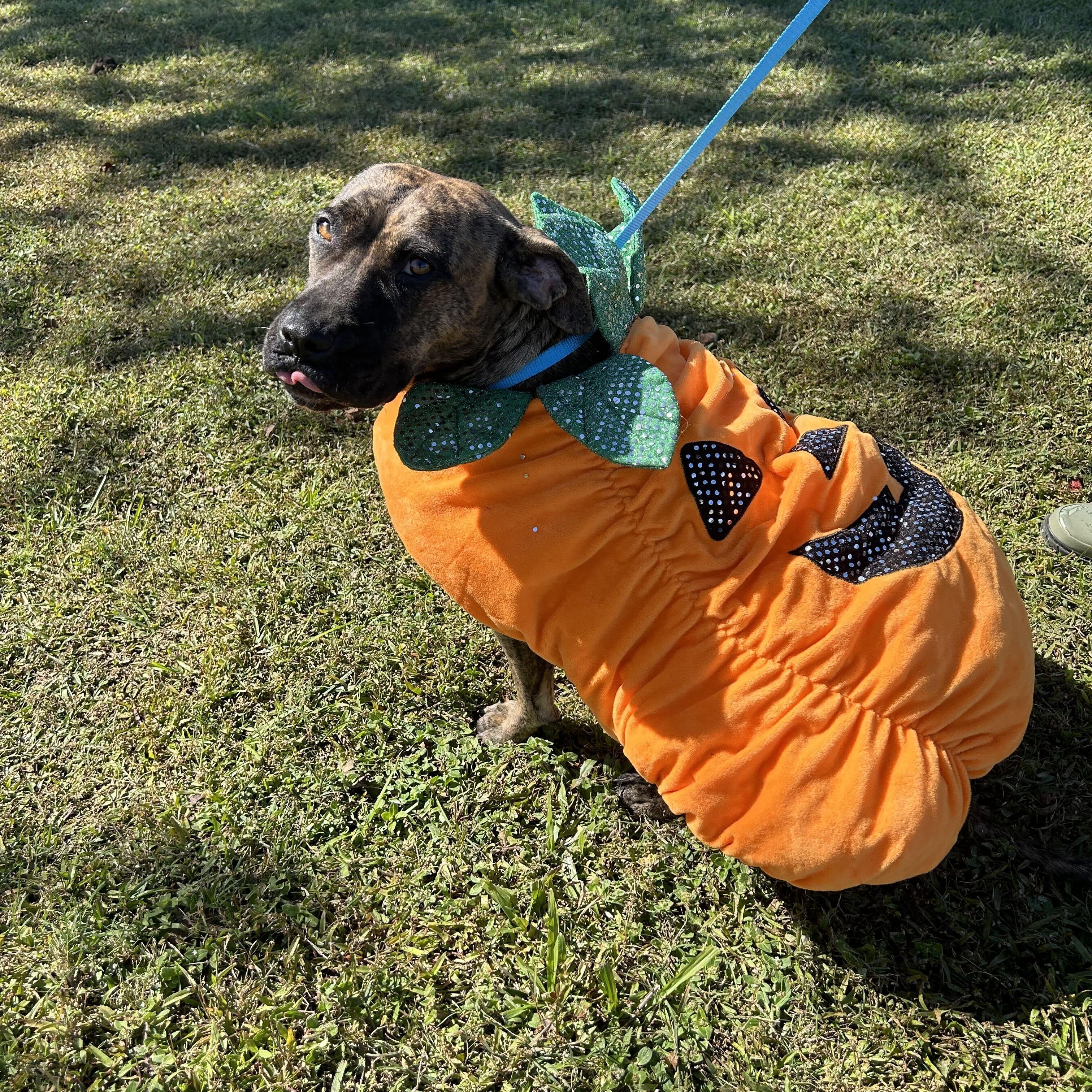 Autumn, Adoptable, Young Female Bulldog & Hound.
