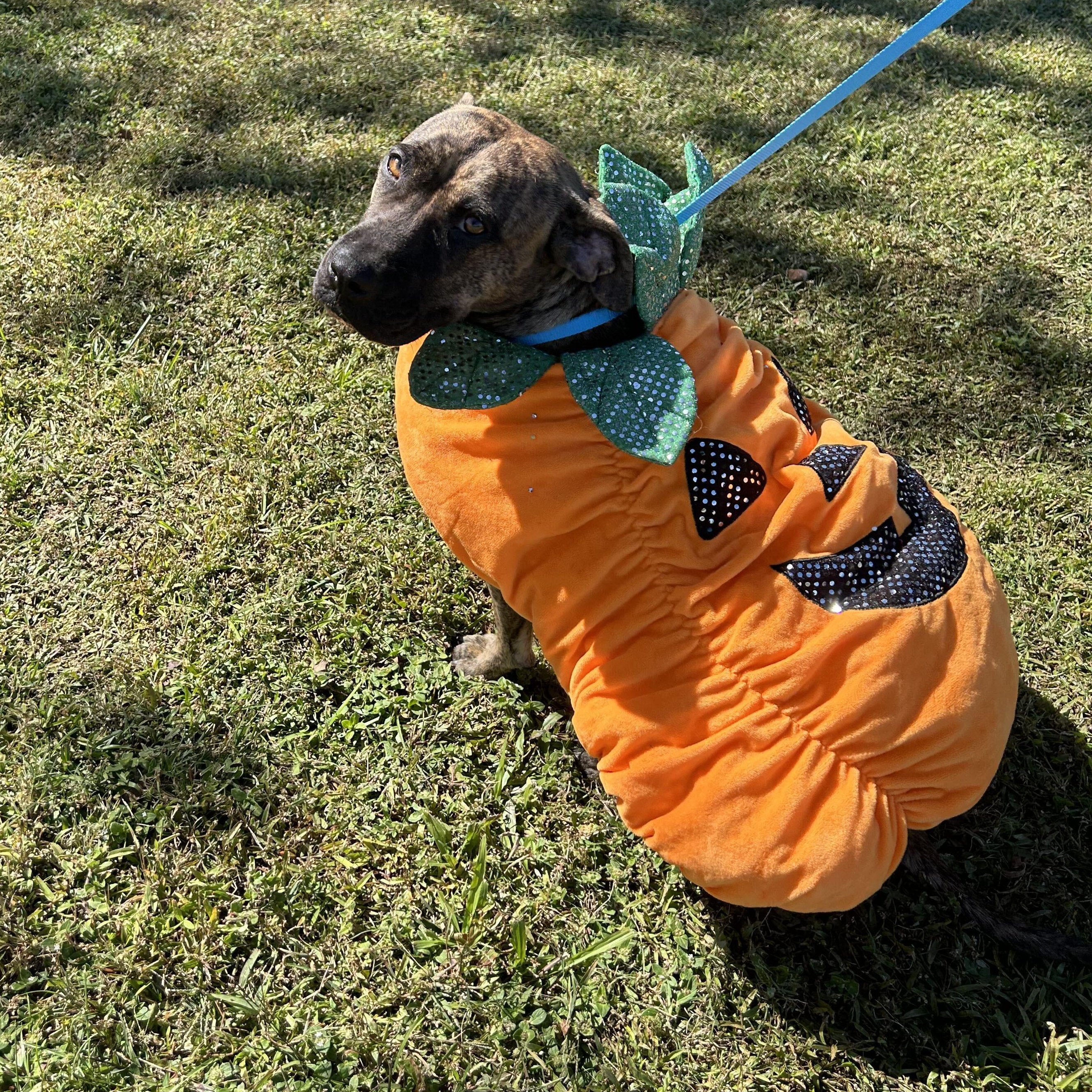 Enlarge Autumn, a Adoptable mixed breed in Valdosta, GA image 5/5