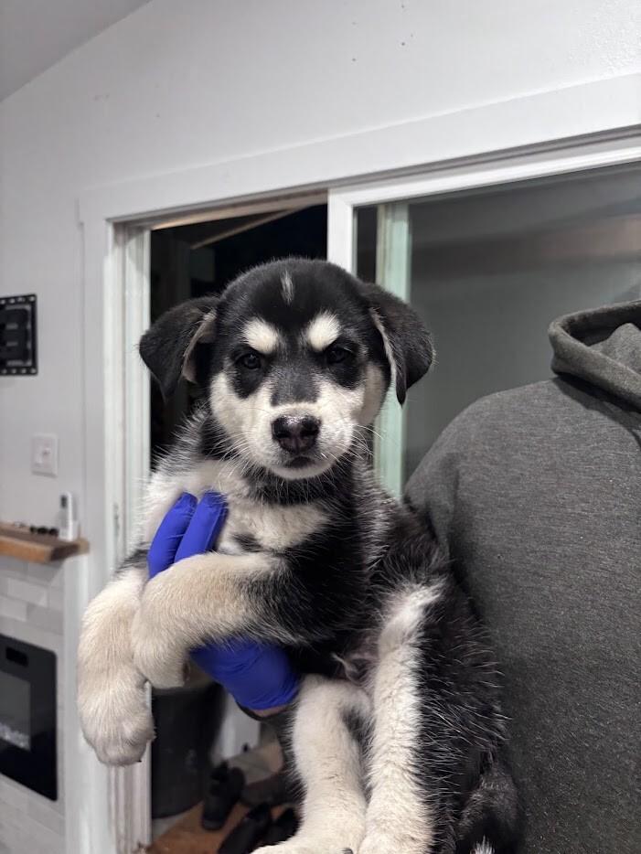 Trigg, Adoptable, Young Male Husky.