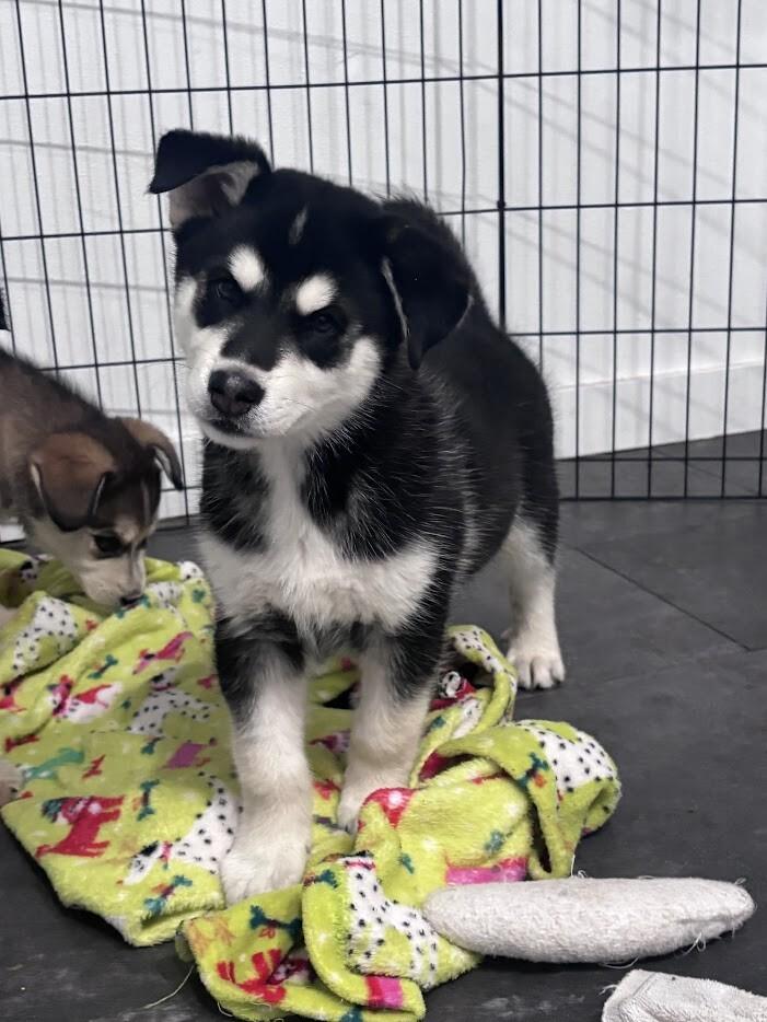 Enlarge Trigg, a Adoptable Husky in renton, WA image 2/2