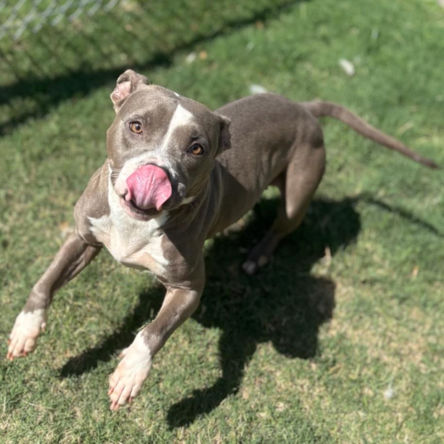 MACADAMIA, Adoptable, Adult Female Pit Bull Terrier & Mixed Breed.