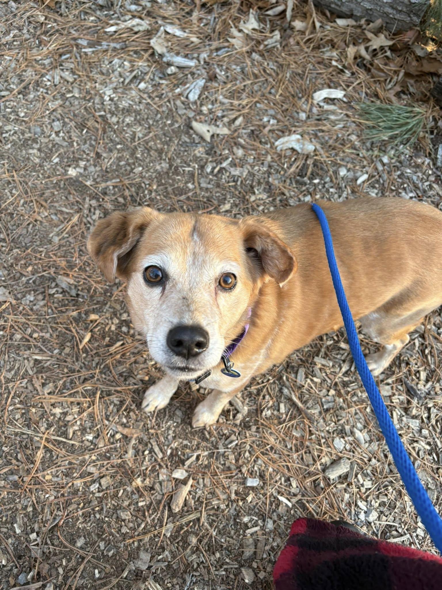 Enlarge Aura, an adoptable mixed breed in Severn, MD image 3/6