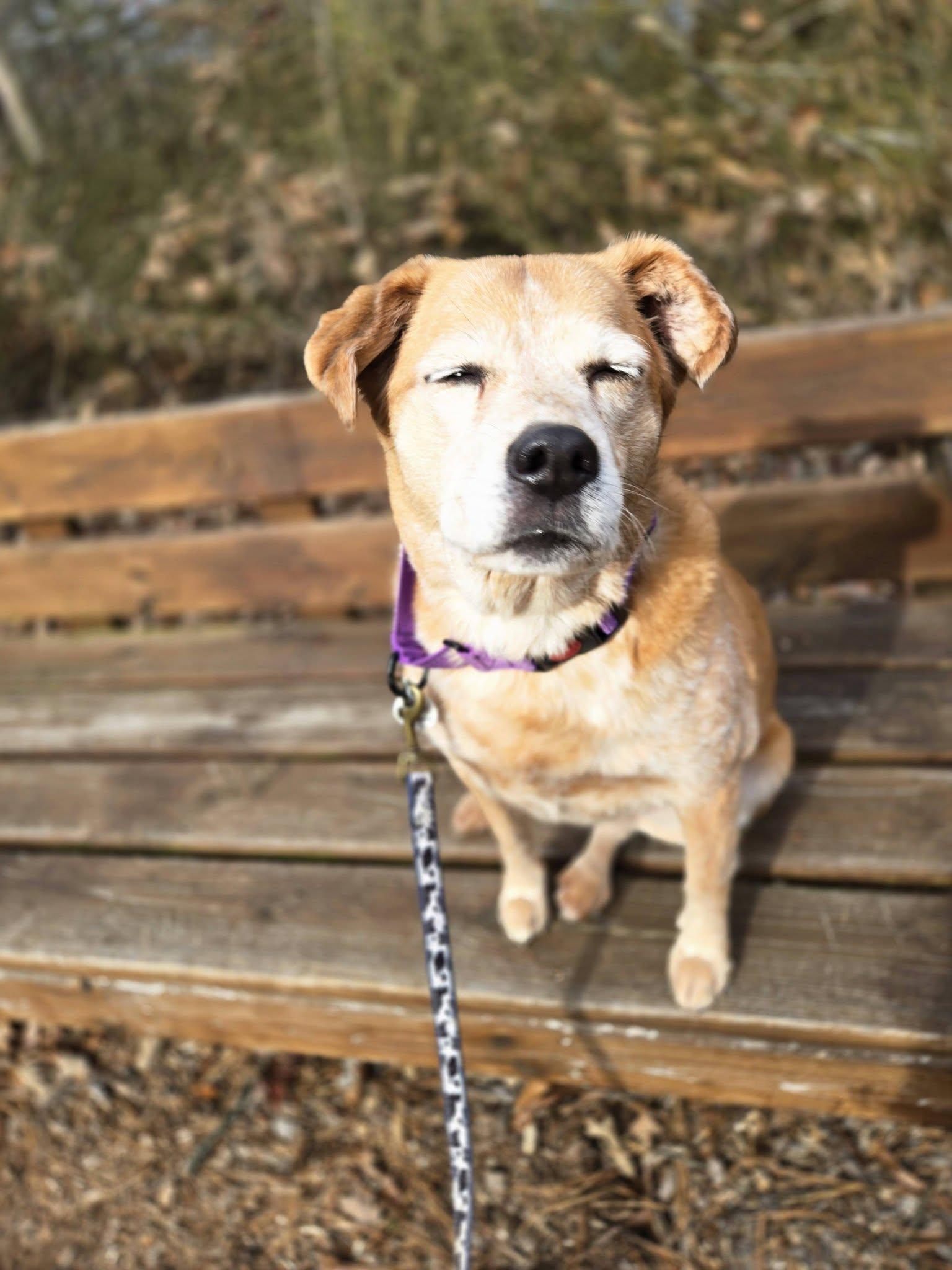 Enlarge Aura, an adoptable mixed breed in Severn, MD image 5/6