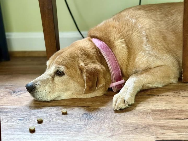 Enlarge Aura, an adoptable mixed breed in Severn, MD image 2/6