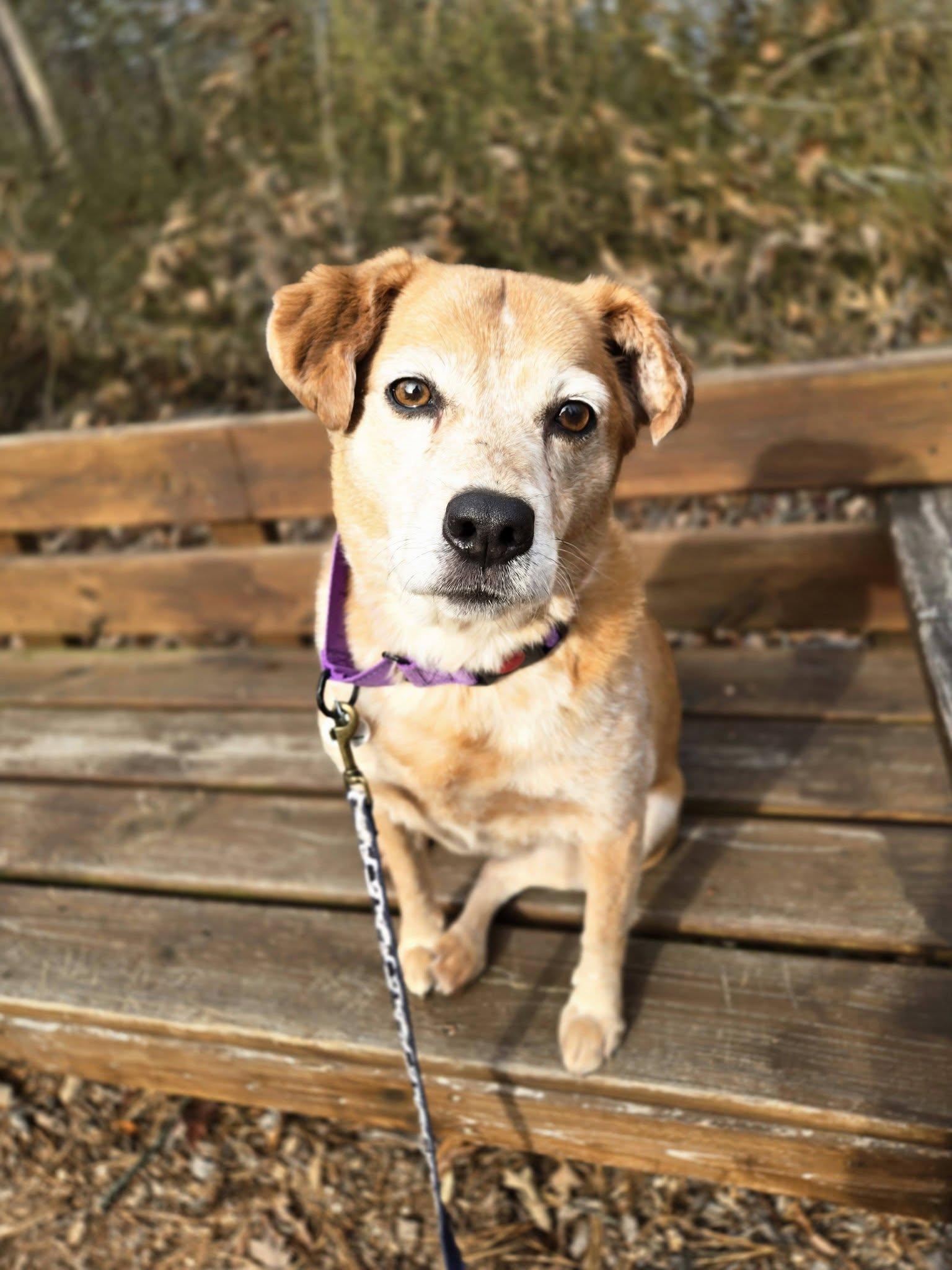 Enlarge Aura, an adoptable mixed breed in Severn, MD image 1/6