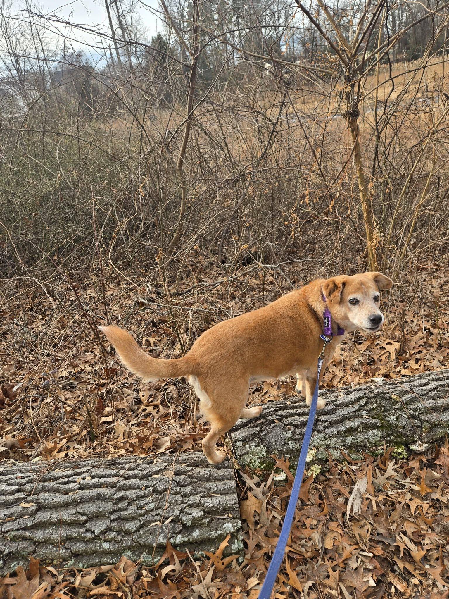 Enlarge Aura, an adoptable mixed breed in Severn, MD image 6/6