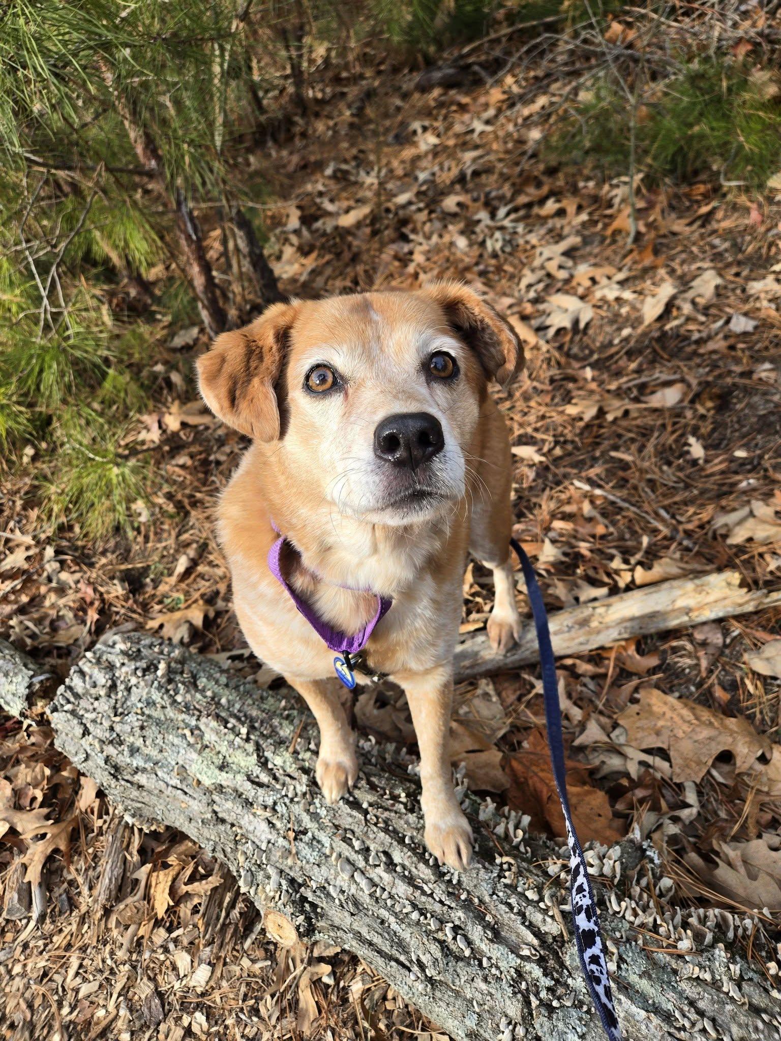 Enlarge Aura, an adoptable mixed breed in Severn, MD image 4/6