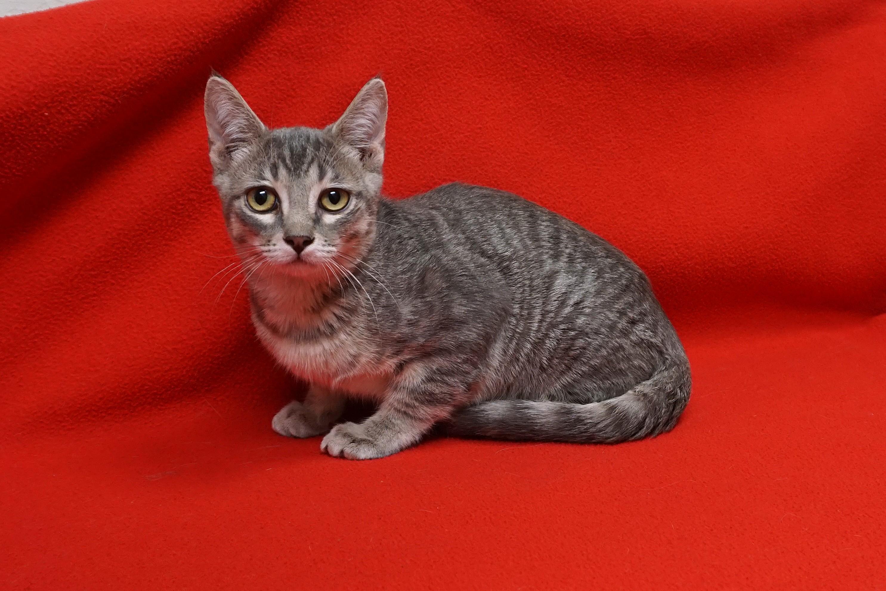Frontier, ADOPTABLE, Kitten Male Domestic Short Hair.