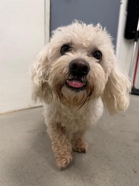 Benny, ADOPTABLE, Adult Male Maltese.