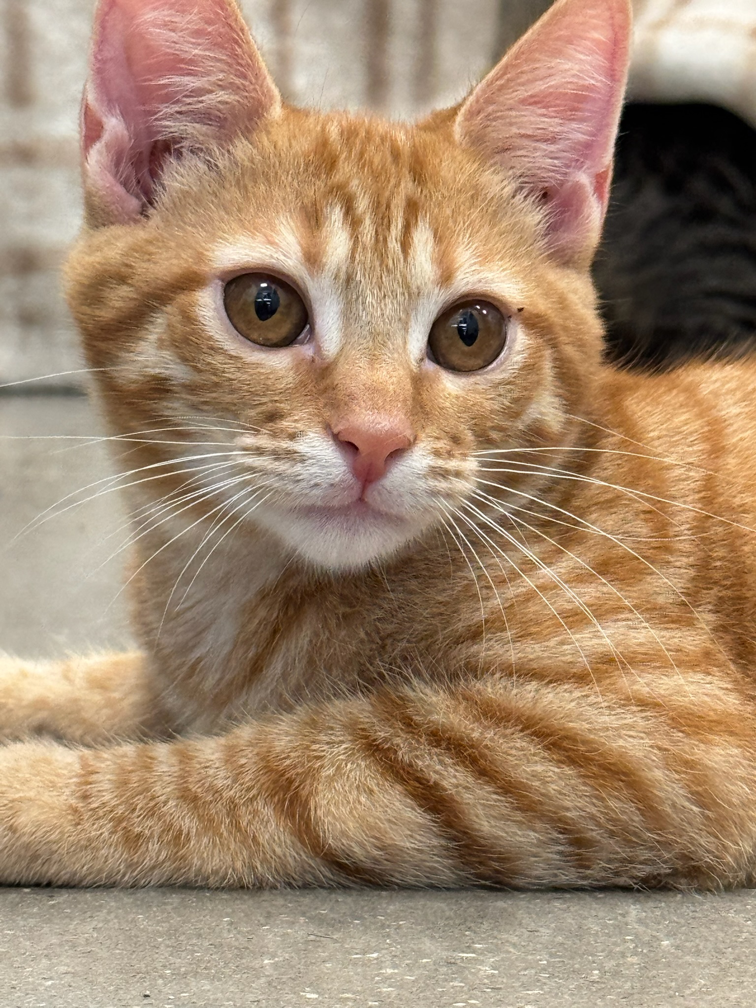 Cat for adoption Otto, a Domestic Short Hair in Oldsmar, FL Petfinder