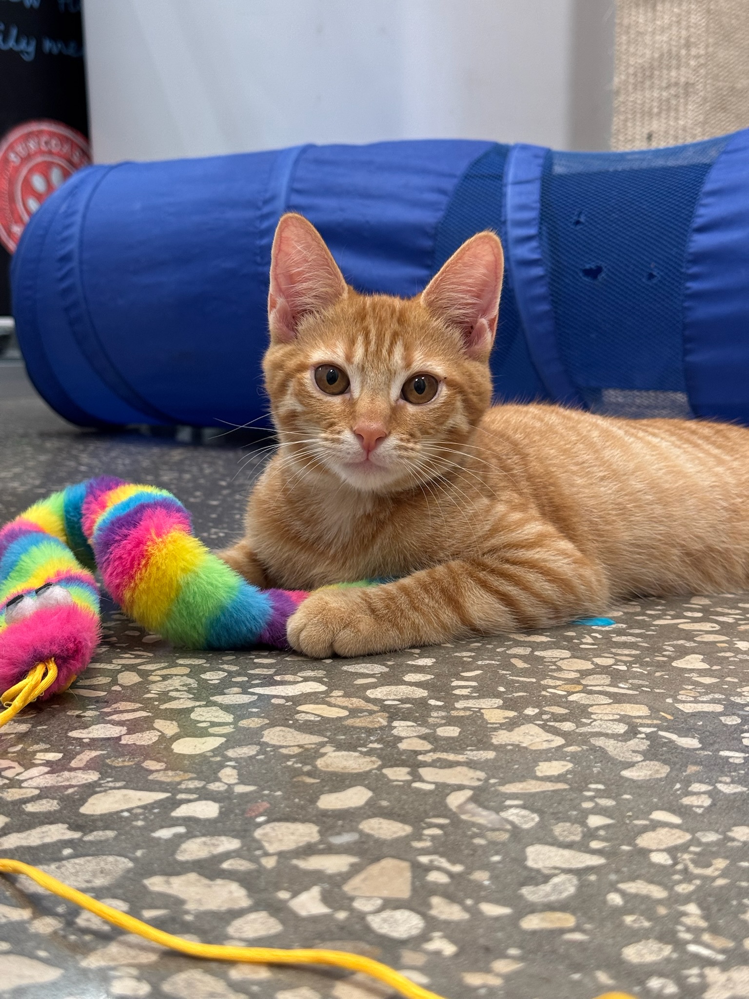 Cat for adoption Otto, a Domestic Short Hair in Oldsmar, FL Petfinder