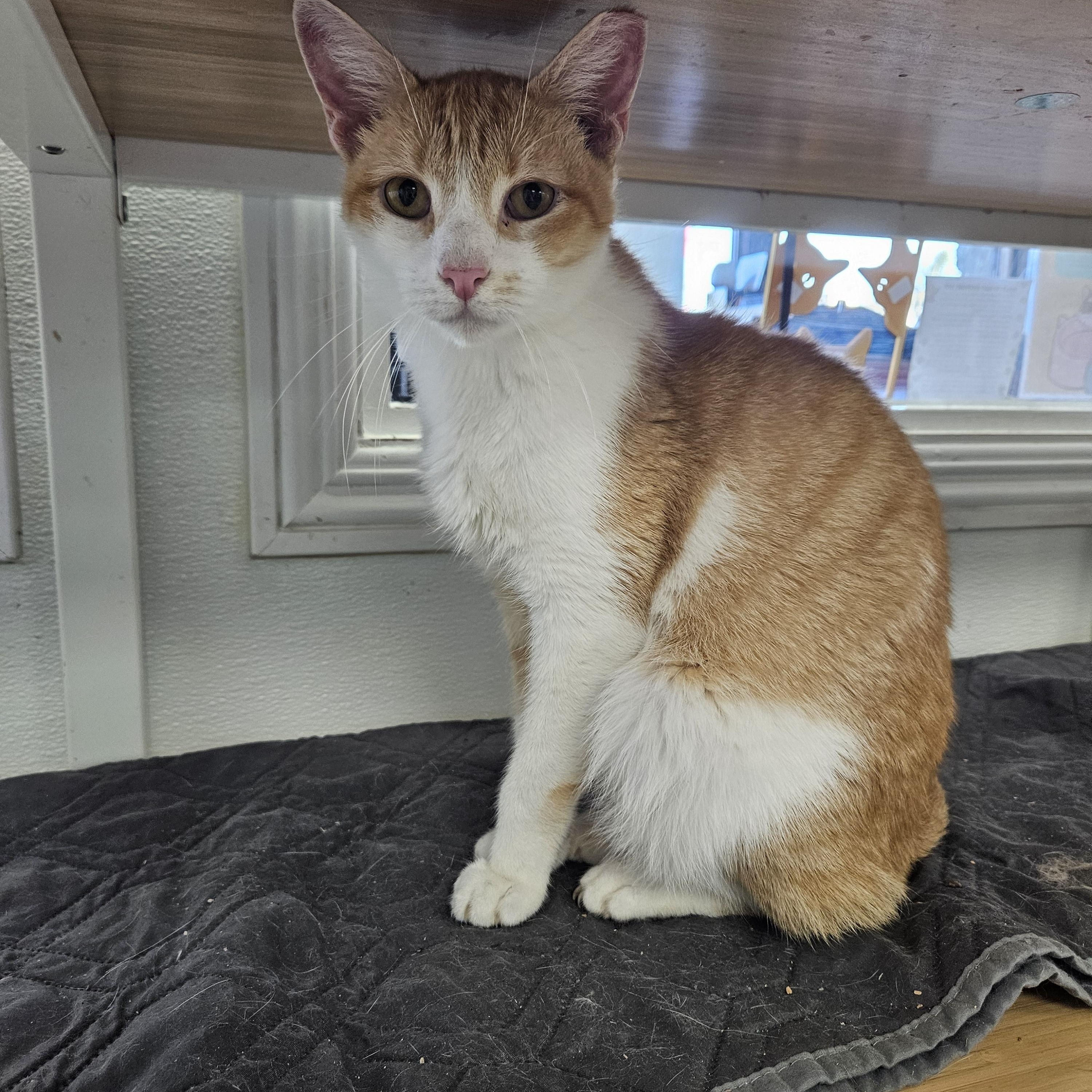 Enlarge Blake Shelton, a Adoptable Domestic Short Hair in Huntington Beach, CA image 1/1