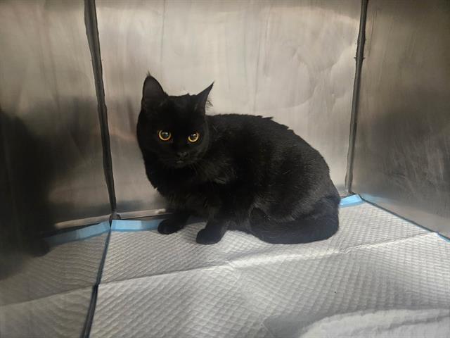 Enlarge HOLLOW, a Adoptable Domestic Short Hair in Panama City, FL image 1/1