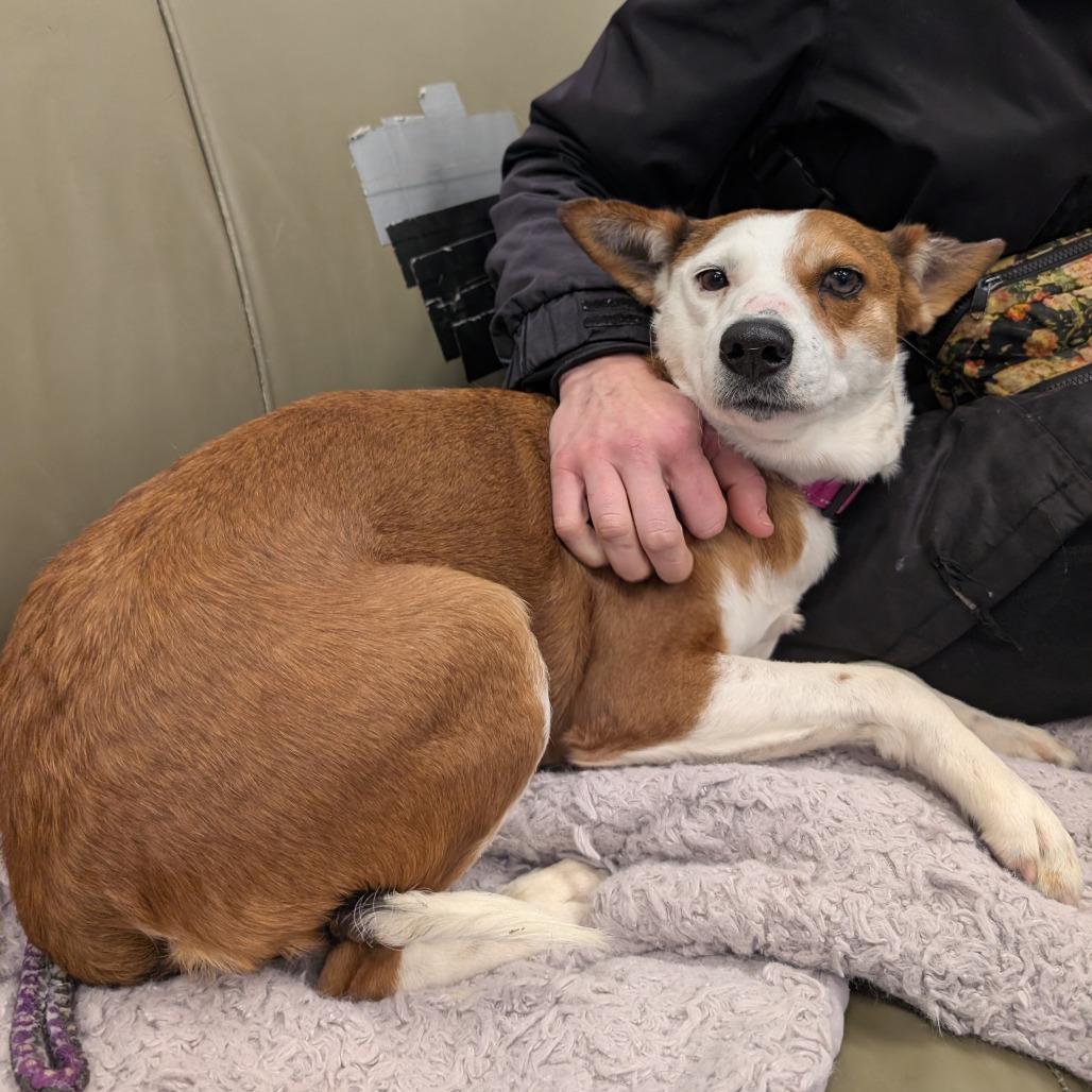 Juanita, Adoptable, Adult Female Cattle Dog.