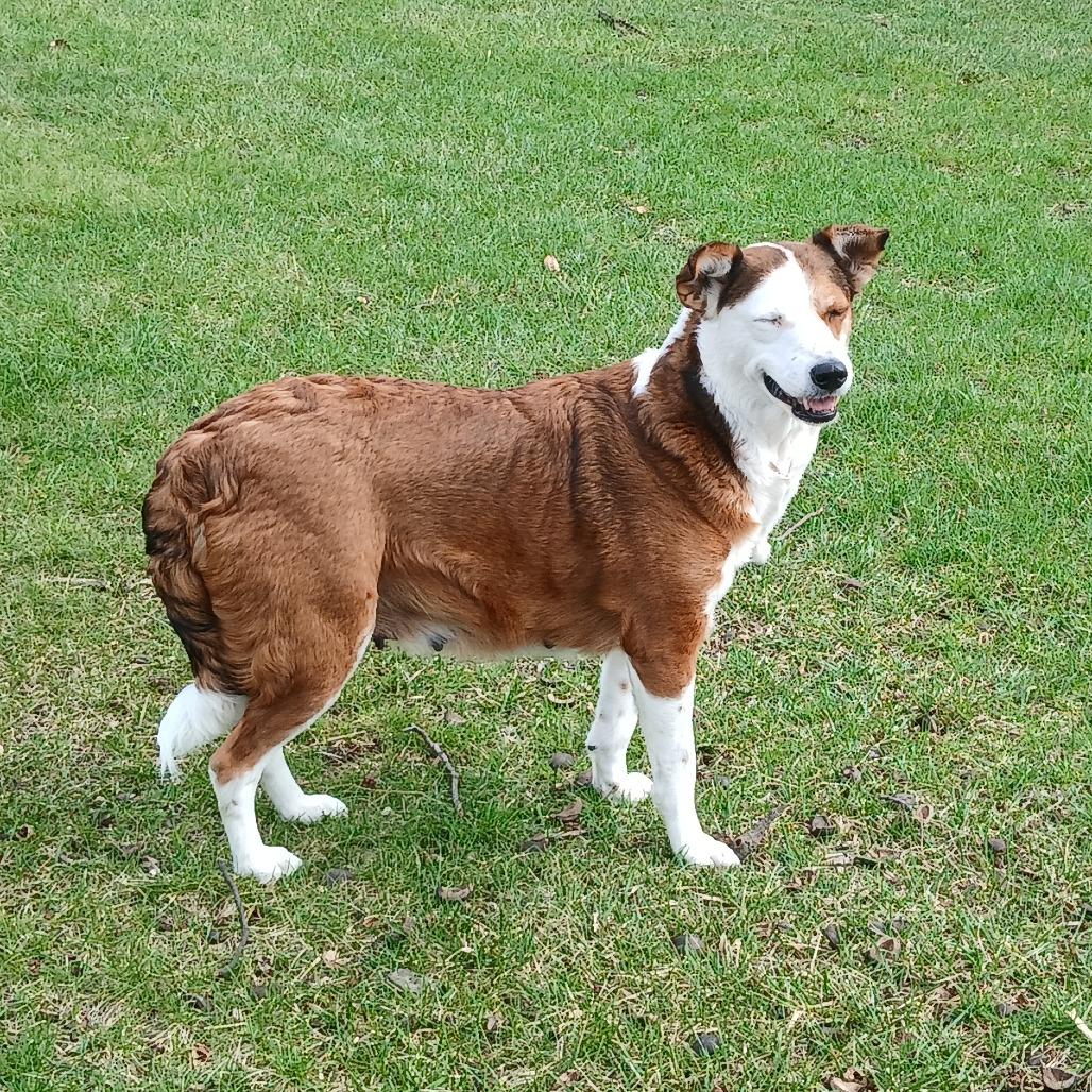 Juanita, Adoptable, Adult Female Cattle Dog.