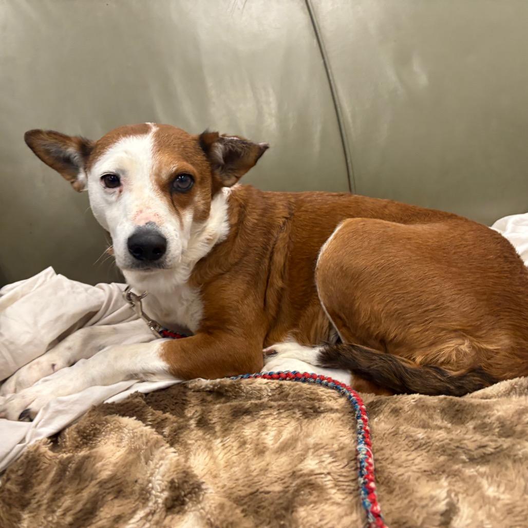 Juanita, a Adoptable Cattle Dog in Wheeling, IL image 2/6