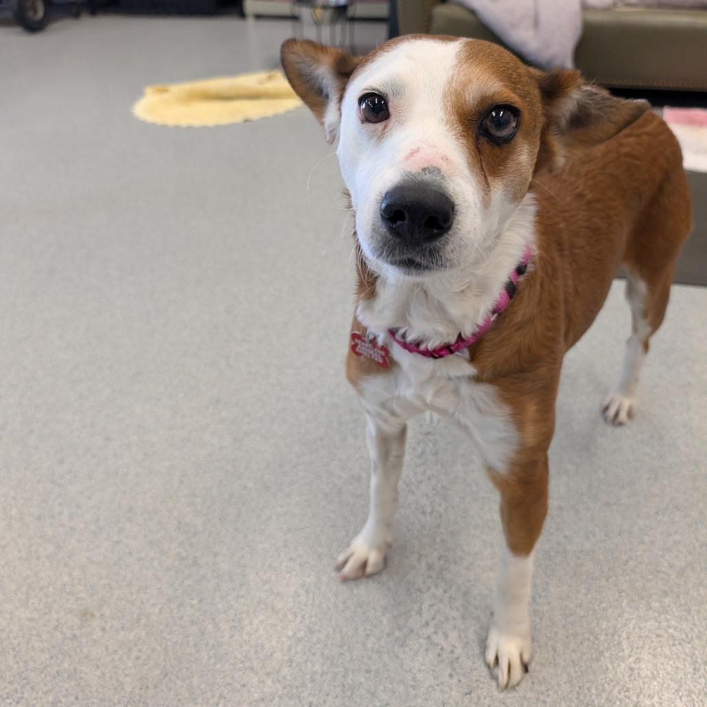 Juanita, a Adoptable Cattle Dog in Wheeling, IL image 2/6