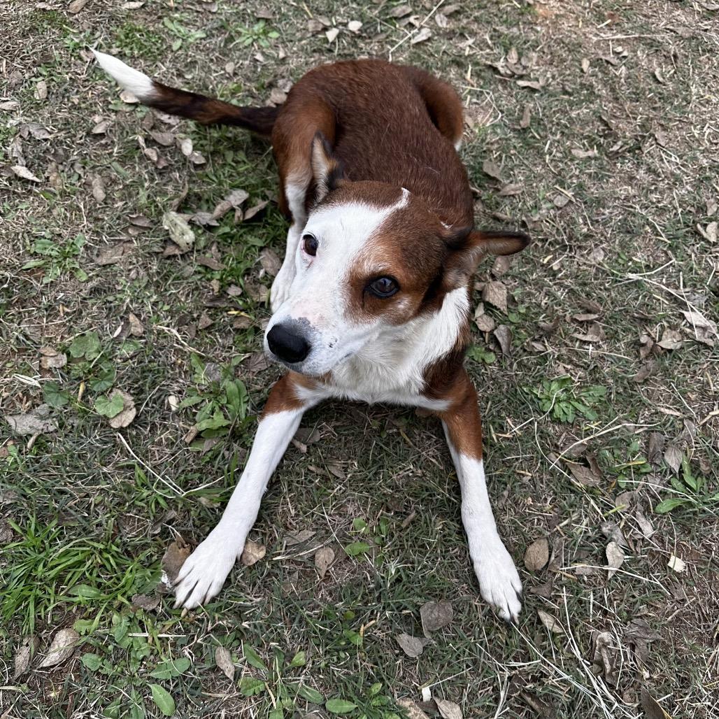 Juanita, a Adoptable Cattle Dog in Wheeling, IL image 3/6