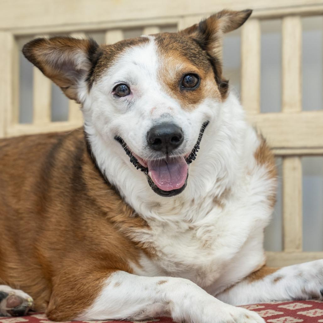 Juanita, a Adoptable Cattle Dog in Wheeling, IL image 5/6