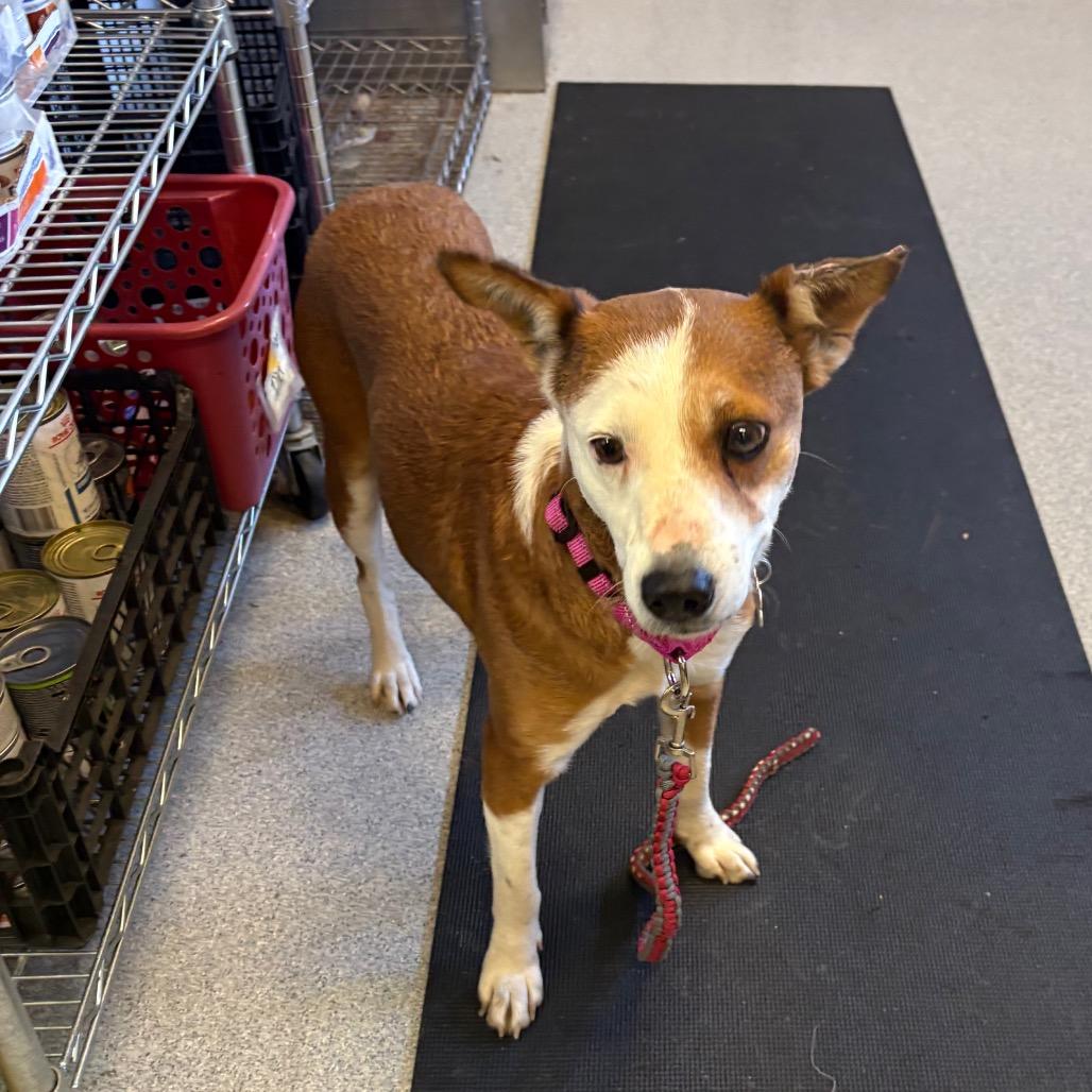 Juanita, a Adoptable Cattle Dog in Wheeling, IL image 5/6