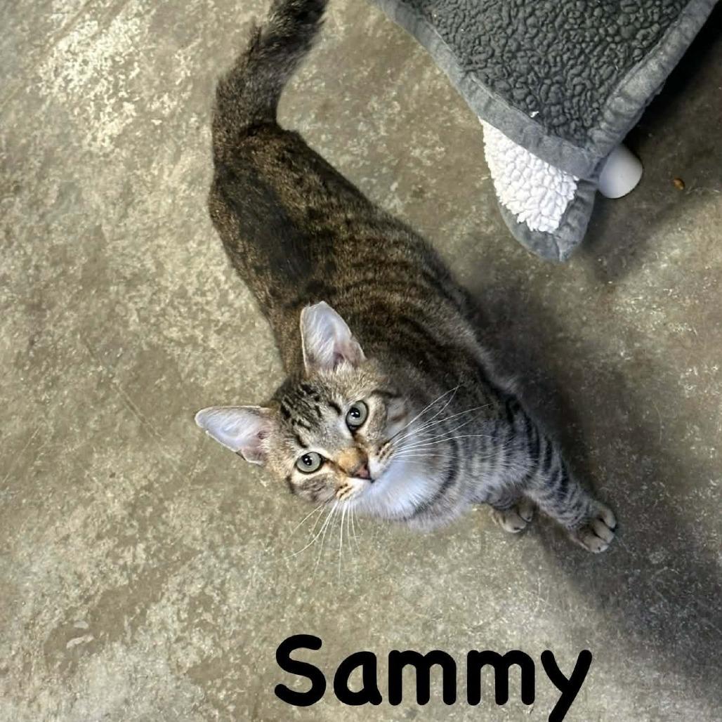 Enlarge Sammy, a Adoptable Domestic Short Hair in Richmond, IN image 1/1