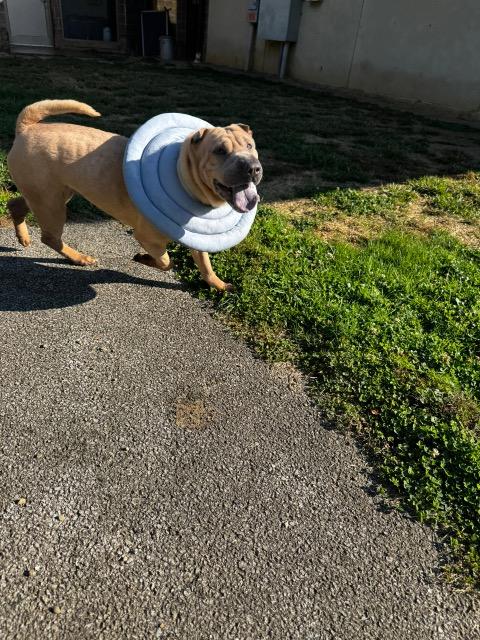 Cole, a Adoptable mixed breed in Renfrew, PA image 5/6